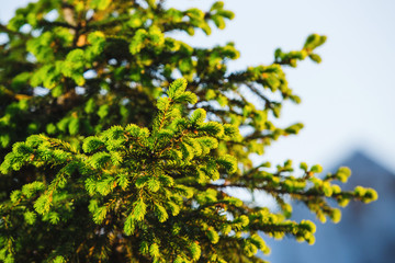Fototapeta na wymiar New pine branches isolated on blurred background.