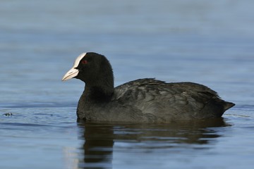 Eurasian Coot (Fulica atra), Crete