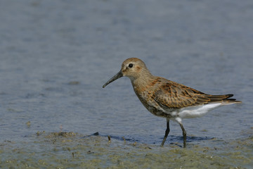 Curlew Sandpiper (Calidris ferruginea), Greece