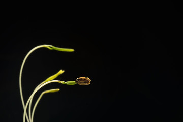 Sprout on a black background