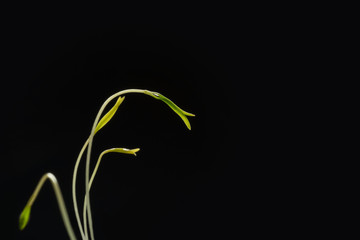 Sprout on a black background