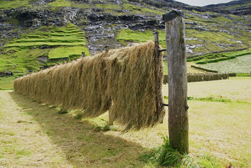 drying hay on Iceland in summer © Grzegorz