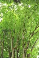 Fototapeta premium Odświeżający świeży zielony krajobraz