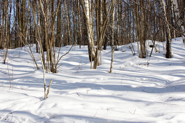 View of winter forest in sunny day