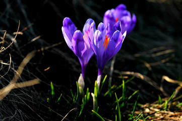 Подснежники. Подснежники. Первые весенние цветы - подснежники. Какие они свежие, яркие, голубые! Они радуют людей своим появлением, эти цветы - вестники весны.
