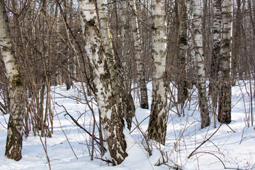 View of winter forest in sunny day