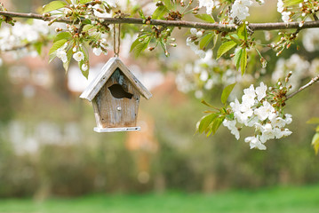 Little Birdhouse in Spring with blossom cherry flower sakura - 137560823