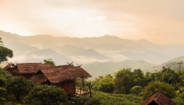 sunrise at tea field