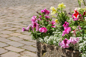 Blooming flowers against the backdrop of masonry