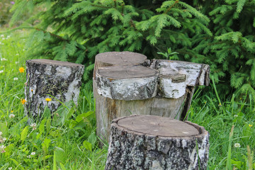 Fototapeta premium Stumps among green grass, wildflowers and firs