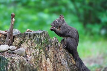 Black squirrel with nut in the city park