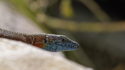 Dalmatian Algyroides (Algyroides nigropunctatus), Greece