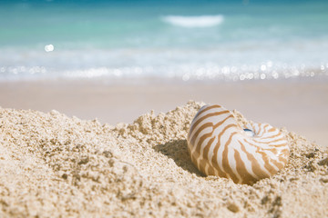 Fototapeta na wymiar nautilus shell on golden beach