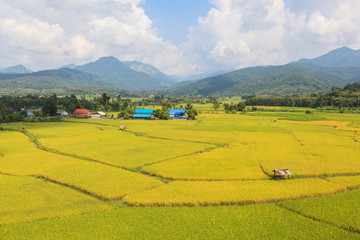 Cottage and green terraced rice field in Thailand