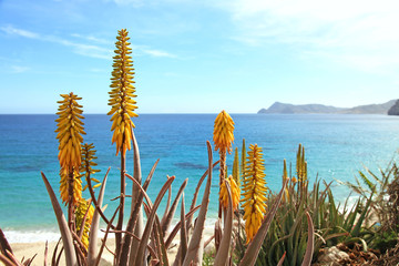 aloe vera flor playa san pedro almería costa mediterráneo 1307-f17