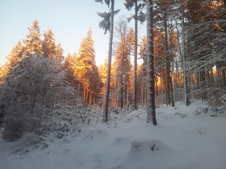 Bäume, Winter, Schnee, Regen, Natur, Berge, Motorrad