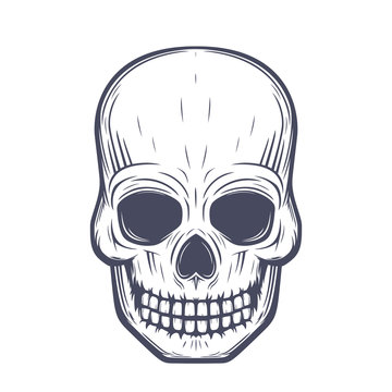 skull vector illustration, front view over white