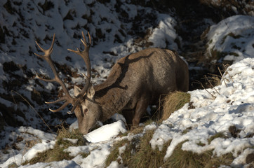 Rothirsch im Winter