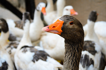Group of geese