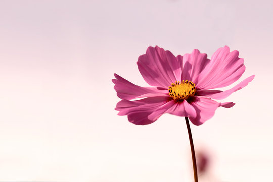 Pinkfarbenes Schmuckkörbchen - Schmuckblume im zarten Licht der Abendsonne