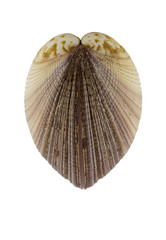 Heart shape sea shell