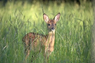 Rehkitz im Gras