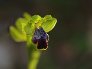 Ophrys cinereophila, Crete