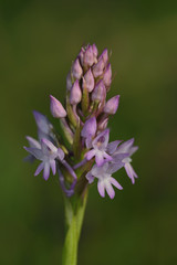  Pyramidal Orchid (Anacamptis pyramidalis), Crete