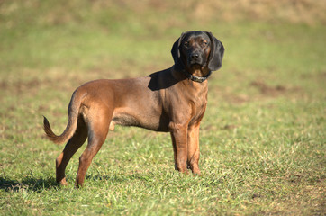 Bayerischer Gebirgsschweisshund