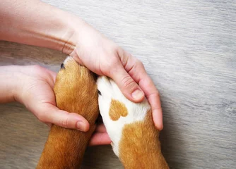 Wandaufkleber Hundepfoten mit einem Fleck in Form von Herz und menschlicher Hand aus nächster Nähe, Draufsicht. Konzeptbild von Freundschaft, Vertrauen, Liebe, Hilfe zwischen der Person und einem Hund © isavira