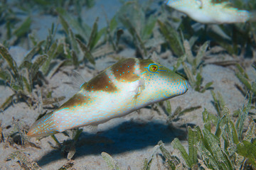 Crowned puffer fish