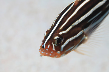 Sixstriped soapfish