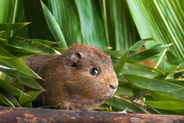 guinea pig
