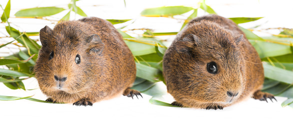 cute guinea pigs