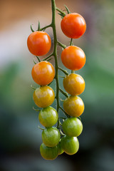 tomatoes growing on a branch