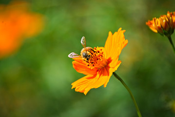Orange flower with a colorful background and a bee