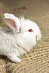 White Rabbit on Burlap Texture Background. Cute Red Eye Bunny.