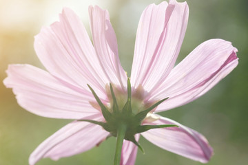 back side of pink flower and have orange light emit to flower