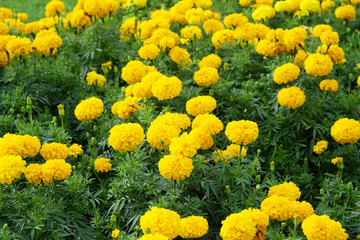 field of yellow flower