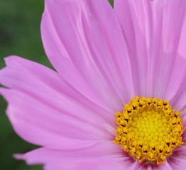close up pink flower,focus on pollen