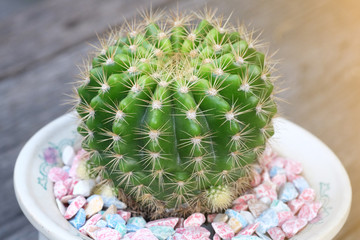 cactus in the vase with orange light