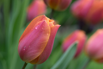 Fototapeta premium Tulpen