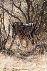 Fototapeta na wymiar Zebra, Madikwe Game Reserve
