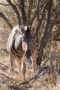 Zebra, Madikwe Game Reserve