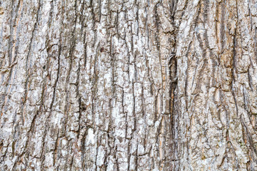 Obraz premium Close - up natural wood texture and background