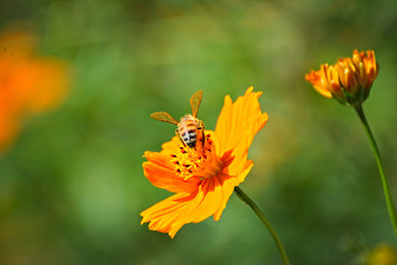 Orange flower with a colorful background and a bee
