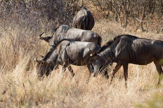 Wildebeest, Madikwe Game Reserve