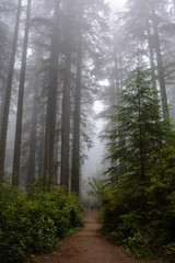 Trail in the forest, Redwood National Park, California USA