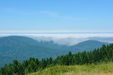 Forest Redwood National Park, California USA