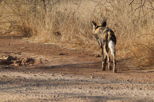 Wild Dog, Madikwe Game Reserve